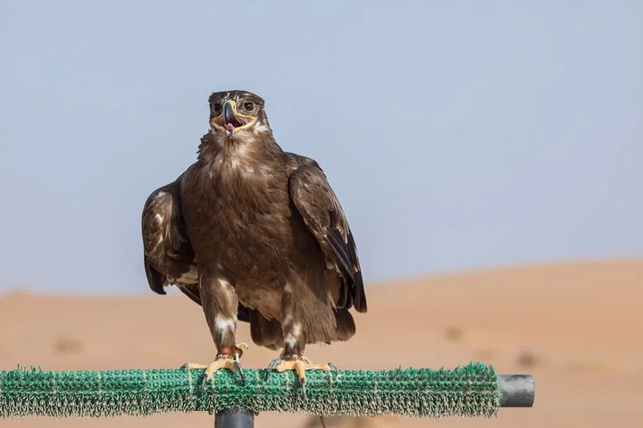 Dubai: Private Falconry Experience & Platinum Breakfast