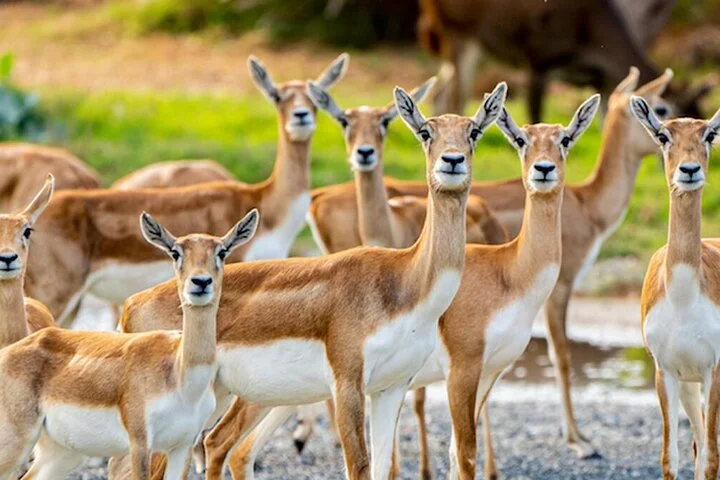 Dubai Safari Park Tickets with Options