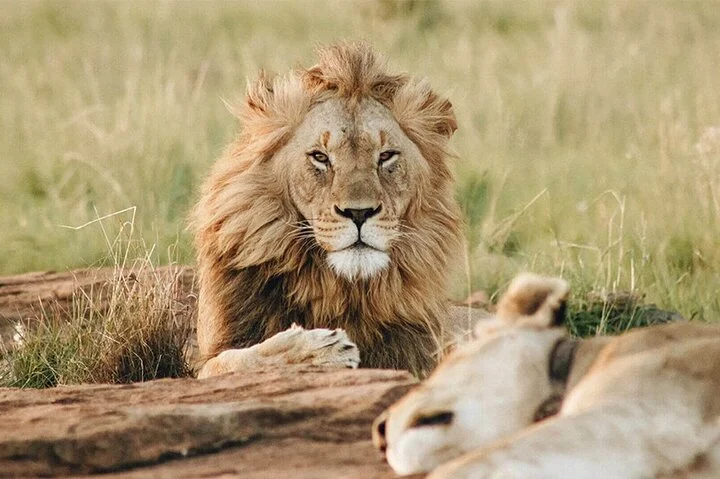 Dubai Safari Park Tickets with Options