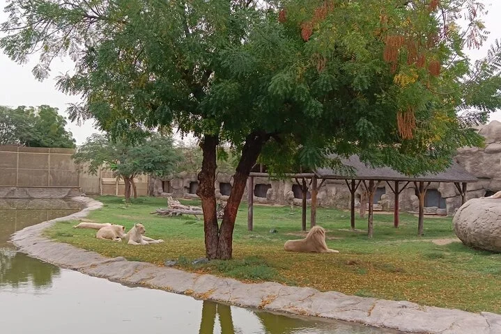 Dubai Safari Park Visit with Hotel Pickup and Drop-off