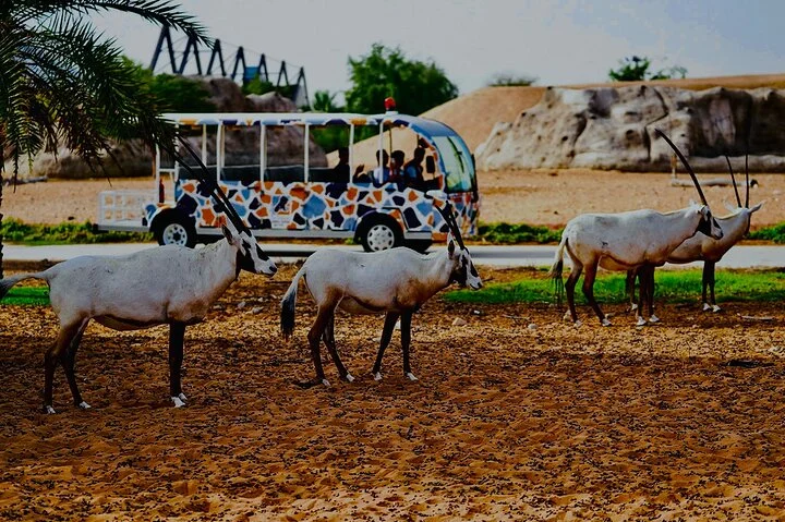 Dubai Safari Park Visit with Hotel Pickup and Drop-off