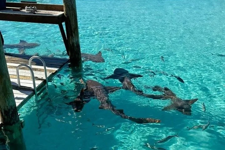 East Coast Fujairah and Khorfakkan Nature and Heritage View Tour