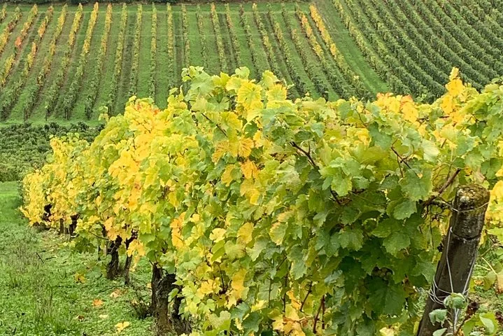 English Speaking Loire Winery Tours originating from Chinon