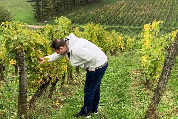 English Speaking Loire Winery Tours originating from Chinon