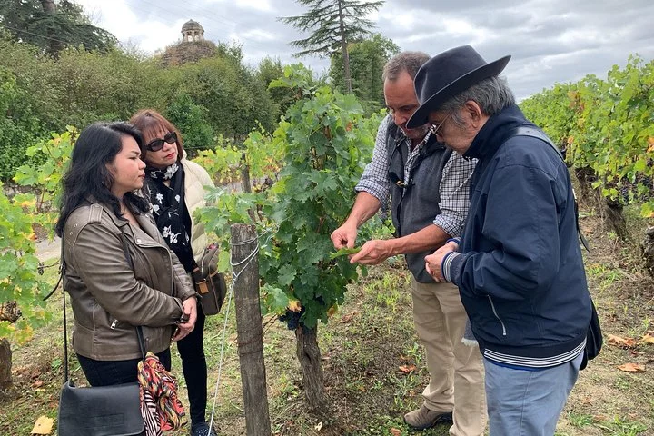 English Speaking Loire Winery Tours originating from Chinon