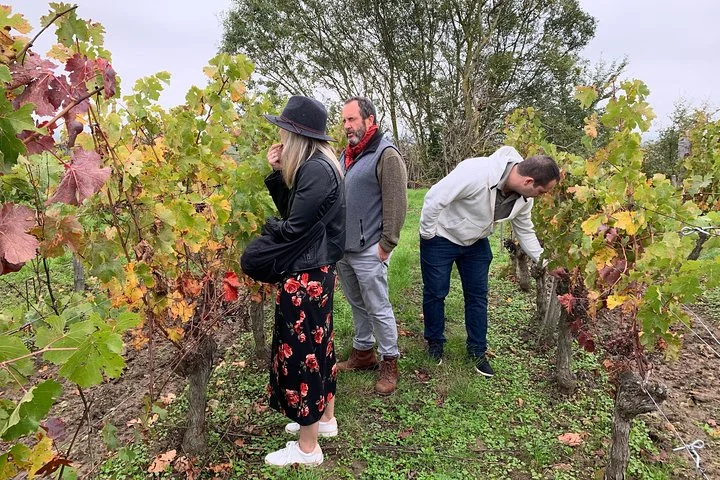 English Speaking Loire Winery Tours originating from Chinon