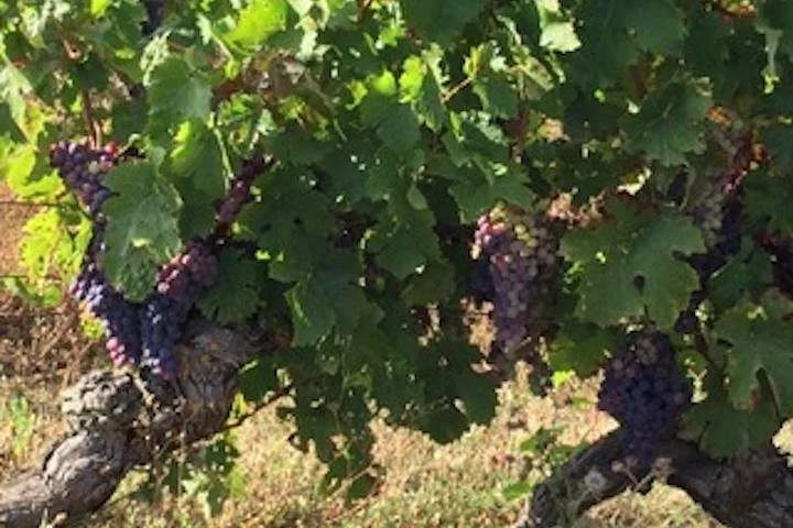 English Speaking Loire Winery Tours originating from Chinon