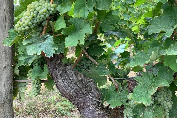 English Speaking Loire Winery Tours originating from Chinon