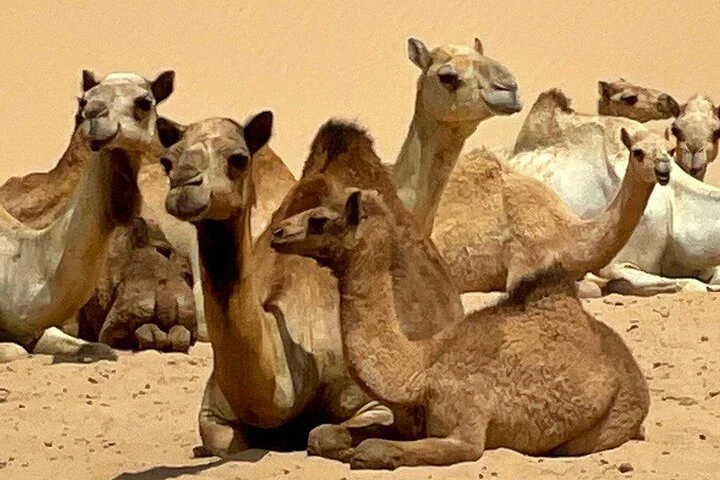 Evening Desert Safari