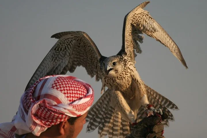 Evening Desert Safari with BBQ Dinner