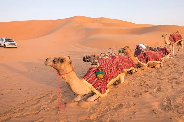 Evening: Desert Safari With Dinner