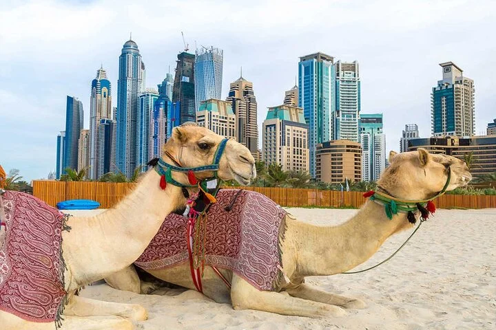 Exclusive Guided Dubai City Sightseeing Tour(Half Day)