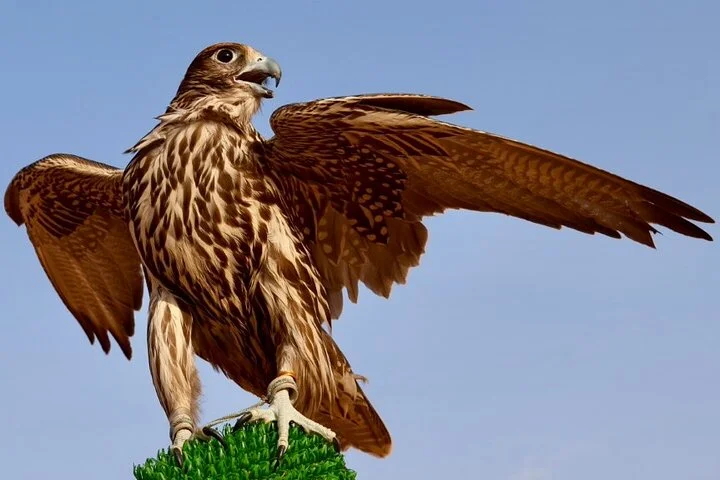 Extreme Desert Safari Dubai Evening with Dinner and Show