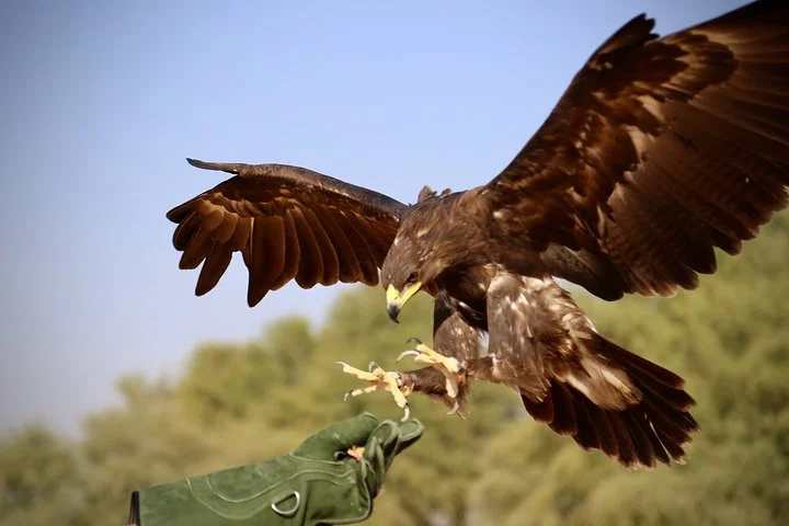 Falcon 1—Private Dubai Falconry Safari