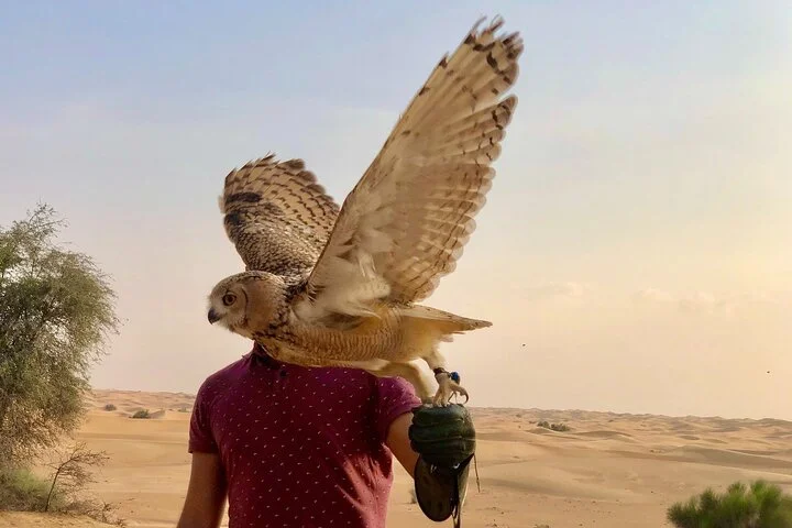 Falcon 1—Private Dubai Falconry Safari