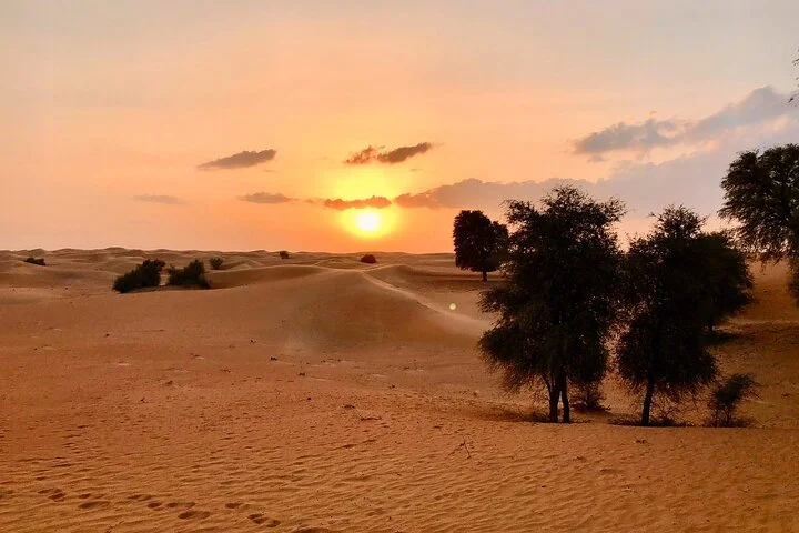 Falcon 1—Private Dubai Falconry Safari