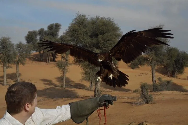 Falcon 1—Private Dubai Falconry Safari