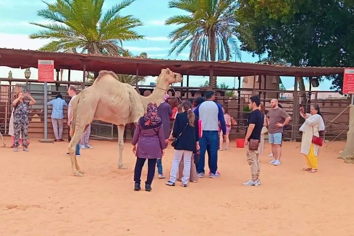 Full Day Abu Dhabi City Sightseeing Tour with Guide