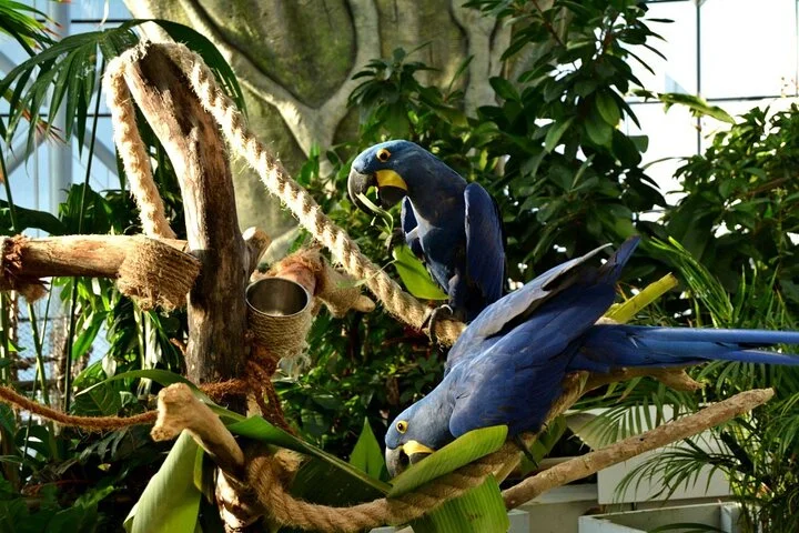 Green Planet Dubai Ticket