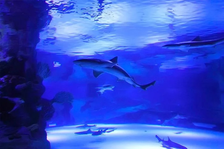 Half Day Antalya Aquarium Tunnel from Side