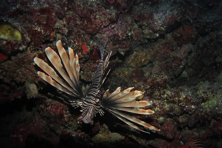 Half Day Scuba Diving @ Duden Waterfalls