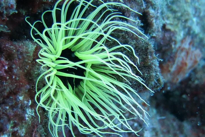 Half Day Scuba Diving @ Duden Waterfalls