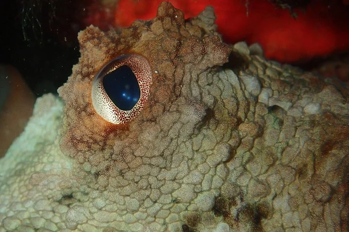 Half Day Scuba Diving @ Duden Waterfalls