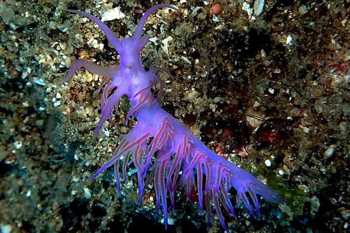 Half Day Scuba Diving @ Duden Waterfalls