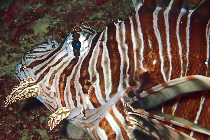 Half Day Scuba Diving @ Duden Waterfalls