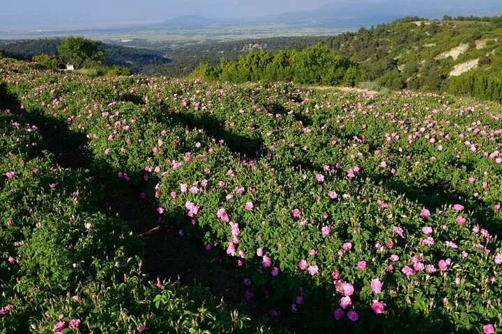 Isparta Roses fields & Tectonic Lake Salda