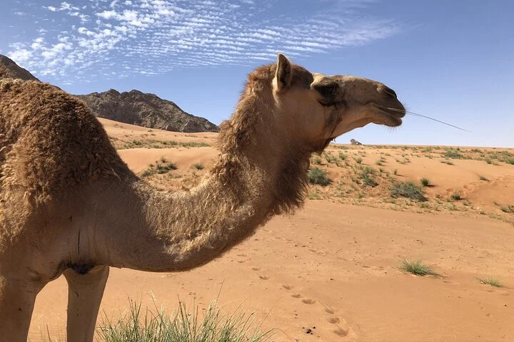 Journey to the Heart of the Emirates