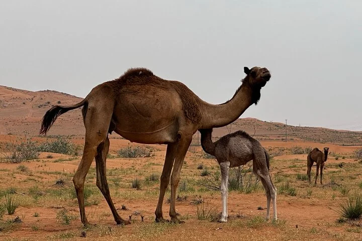Journey to the Heart of the Emirates