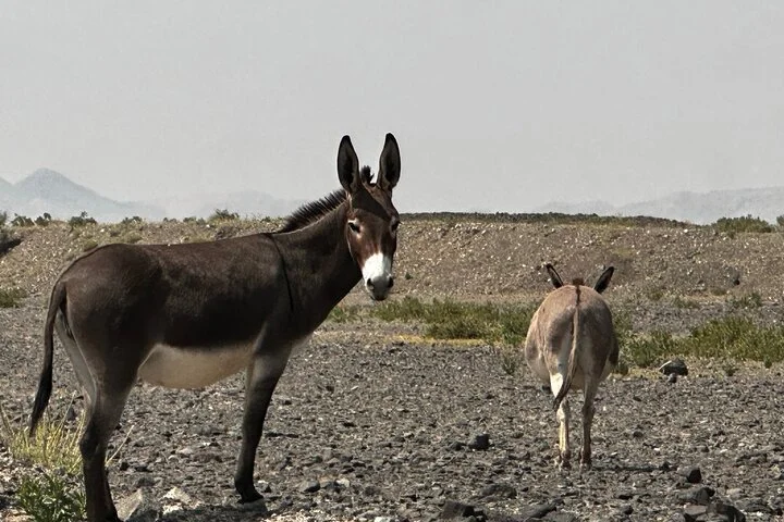 Journey to the Heart of the Emirates