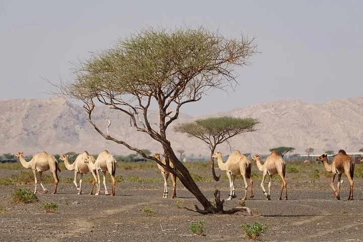 Journey to the Heart of the Emirates
