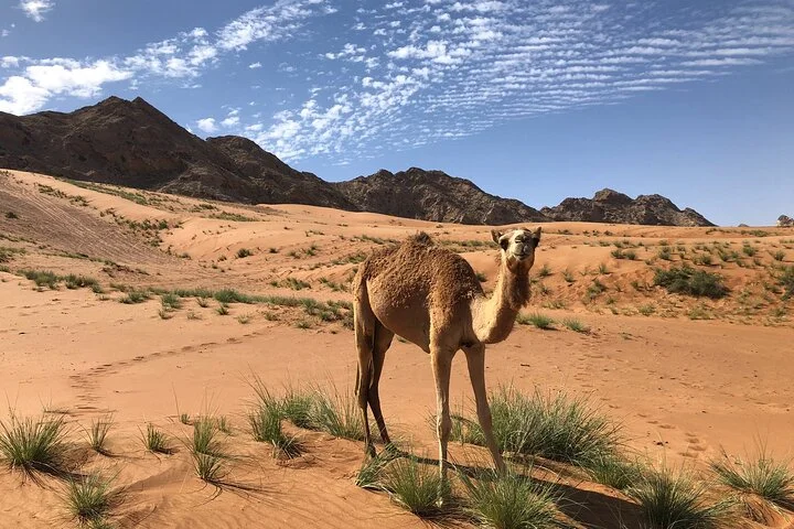 Journey to the Heart of the Emirates