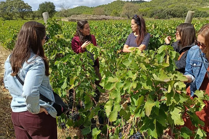 Languedoc Vineyard Tours