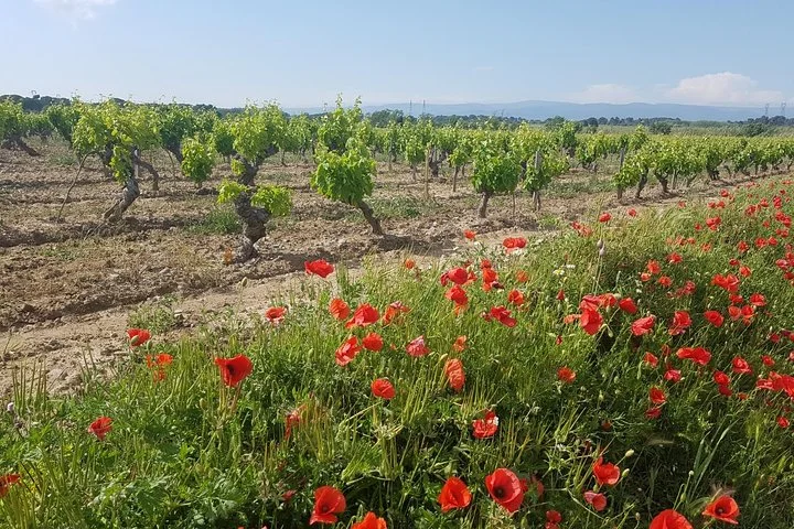 Languedoc Vineyard Tours