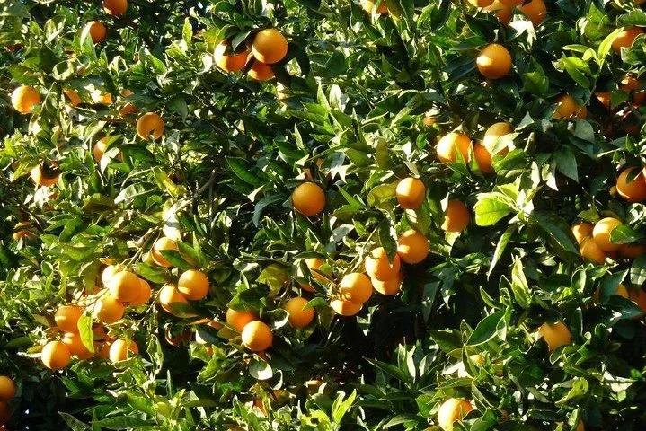 Monster Green Canyon Safari with Lunch