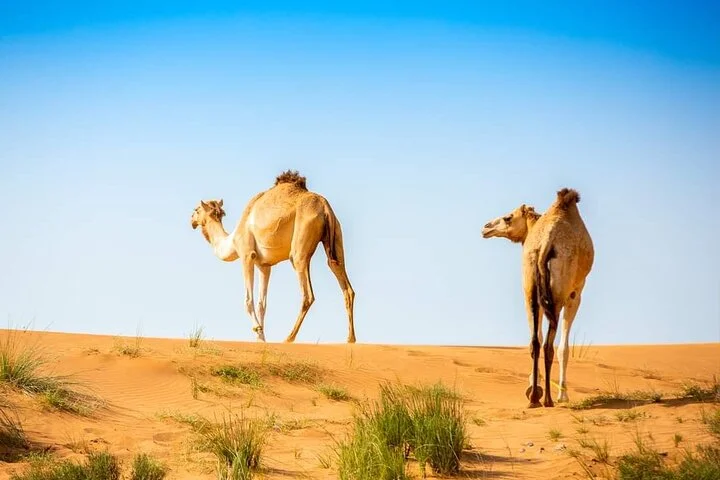 Morning Thrilling Dune bashing , Send Boarding & Camel ride
