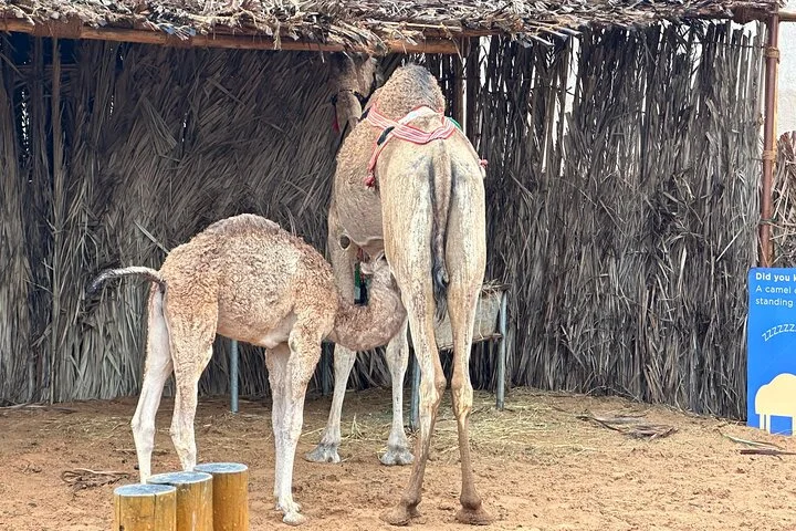 Old Dubai Walking Tour: Visit of Historical Village & Souks