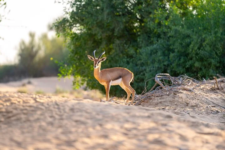 Overnight Dubai Desert Safari: BBQ, Soft Drinks & Stargazing