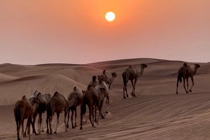 Premium Desert Safari Evening with Dinner and Show