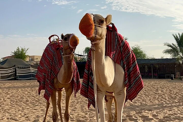 Premium Desert Safari Evening with Dinner and Show