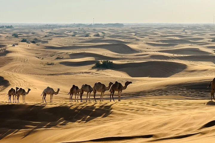 Premium Dubai Desert Sunrise with Dune Bashing & Camel Ride