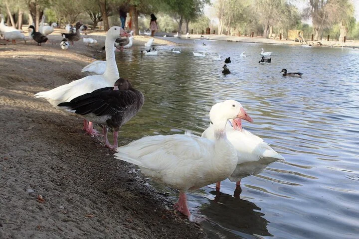 Private 4x4 Sunrise and Wildlife Experience in the Desert