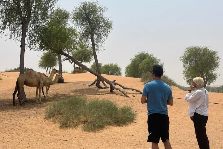 Private Abu Dhabi City Tour