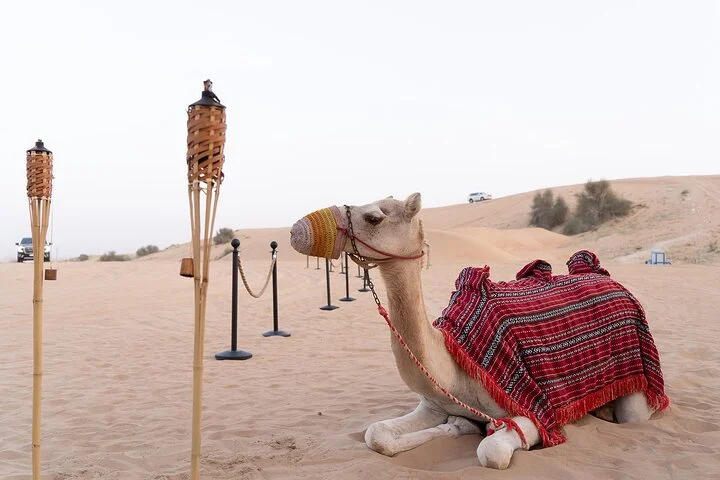 Private Car: Evening Desert Safari with BBQ Dinner