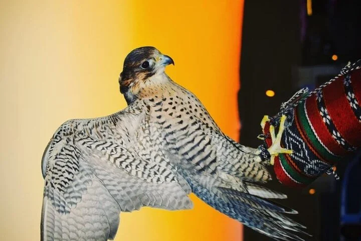 Private Evening Desert Safari with BBQ Dinner & Sand Boarding