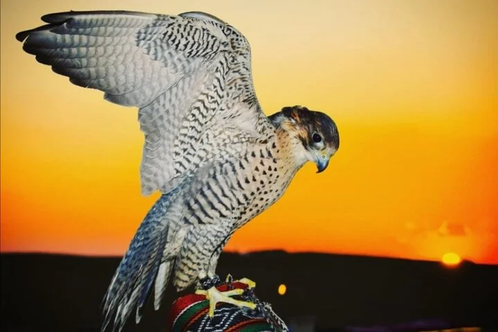 Private Evening Desert Safari with BBQ Dinner & Sand Boarding