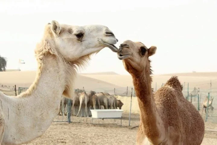 Private Full Day Liwa Desert Safari Tour with Lunch From Dubai
